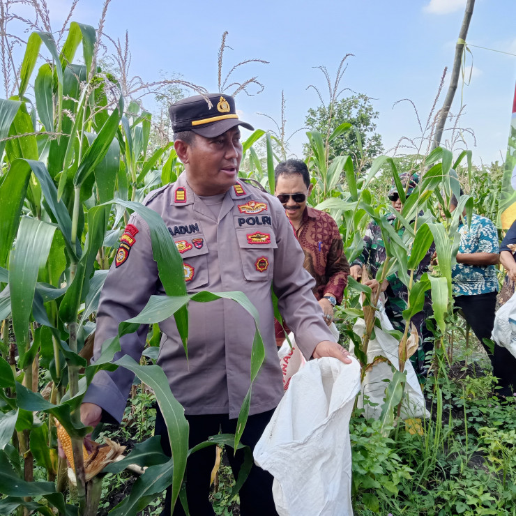 Polresta Sidoarjo Dukung Ketahanan Pangan lewat Panen Jagung BUMDes Pademonegoro
