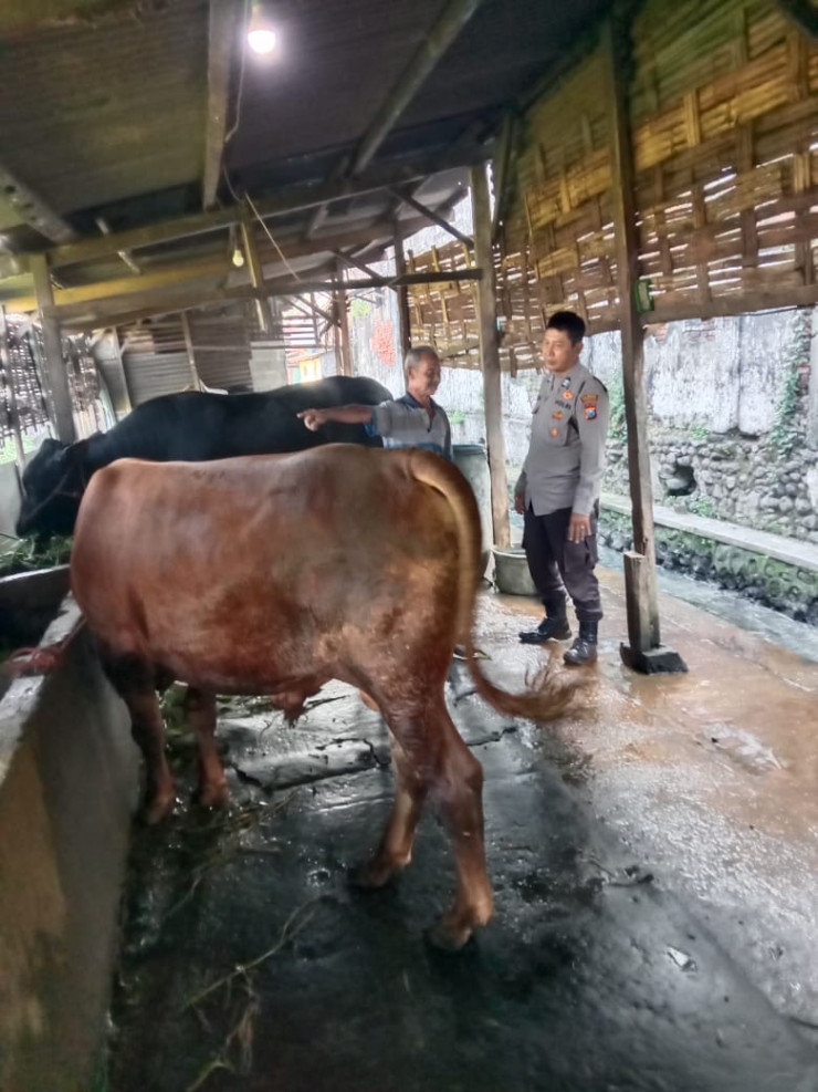 Sukseskan Ketahanan Pangan, Bhabinkamtibmas Himbau Peternak Sapi di Candi Sidoarjo Tingkatkan Pola Gizi Makanan Hewan