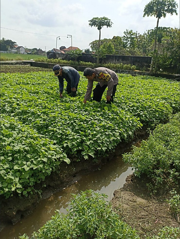 Bhabinkamtibmas Grabagan Pantau Lahan Bayam Warga, Dukung Ketahanan Pangan Polresta Sidoarjo