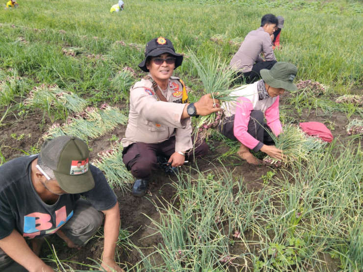 Polsek Krembung Bersama Warga Panen Bawang Merah, Wujud Nyata Ketahanan Pangan