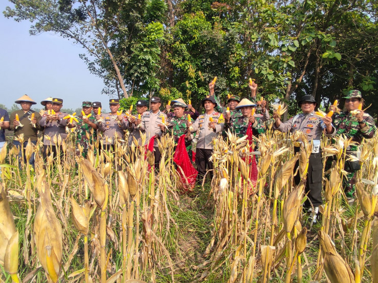 Panen Jagung di Desa Lemujut Krembung Dukung Program Ketahanan Pangan