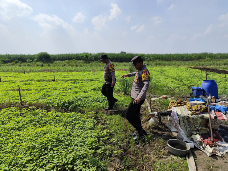 Program Polisi Cinta Petani: Polsek Krembung Aktif Dampingi Lahan P2B